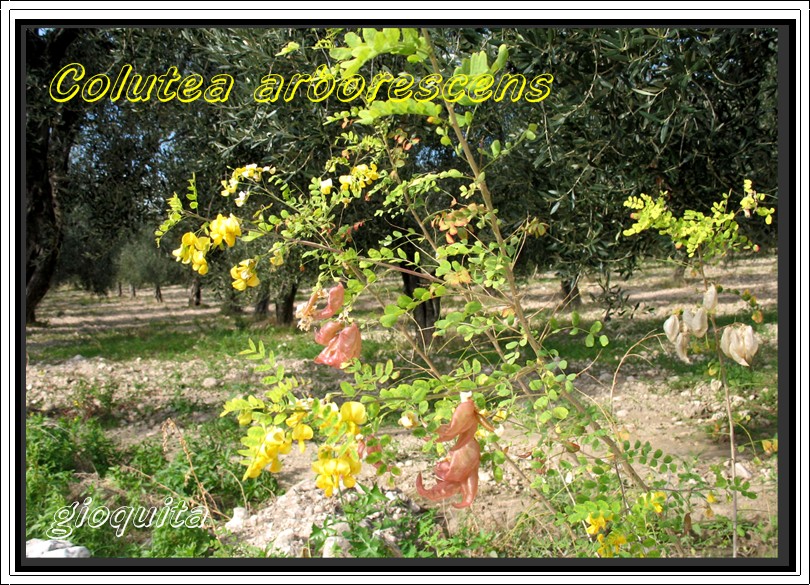 Colutea arborescens / Vescicaria